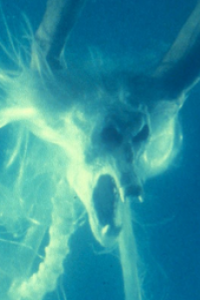 Poltergeist